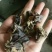 毛木耳二级