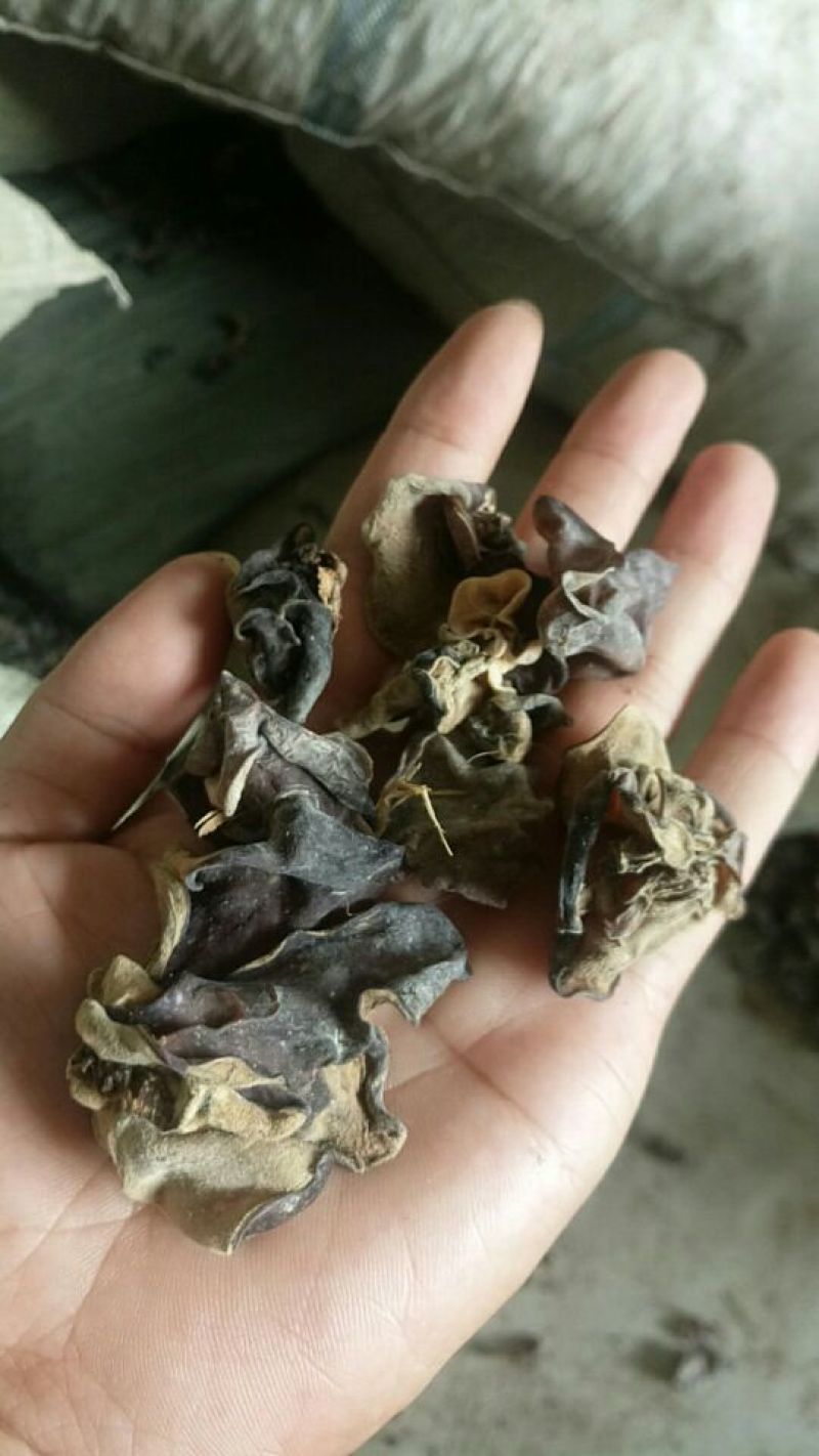 毛木耳二级