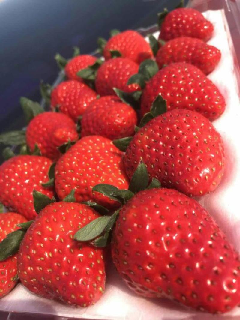 丹东99草莓奶油草莓20~30克大果一件代发
