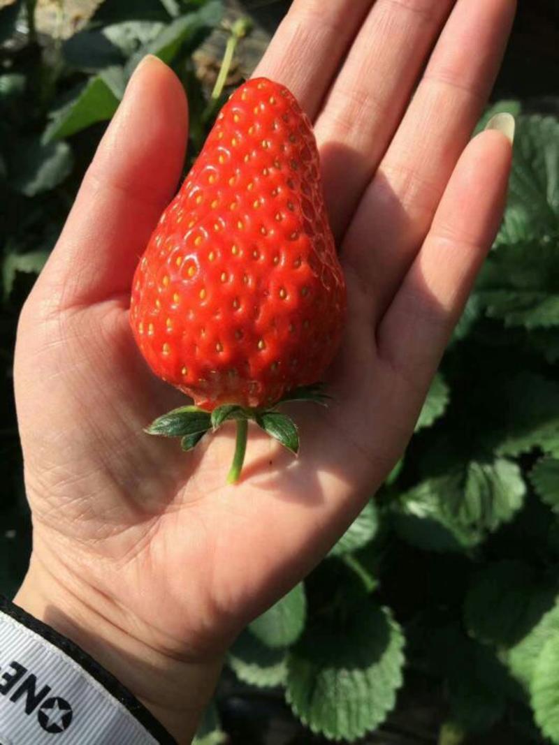 丹东99草莓奶油草莓20~30克大果一件代发