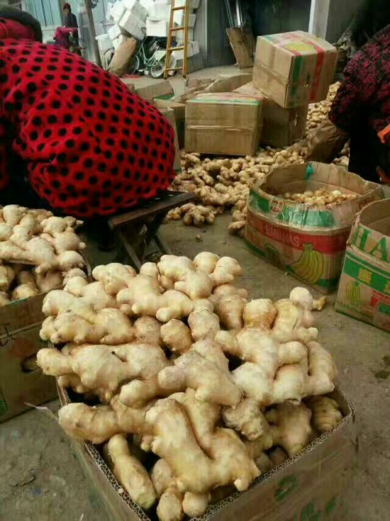 老姜生姜产地批发精品货源一年四季全国发货