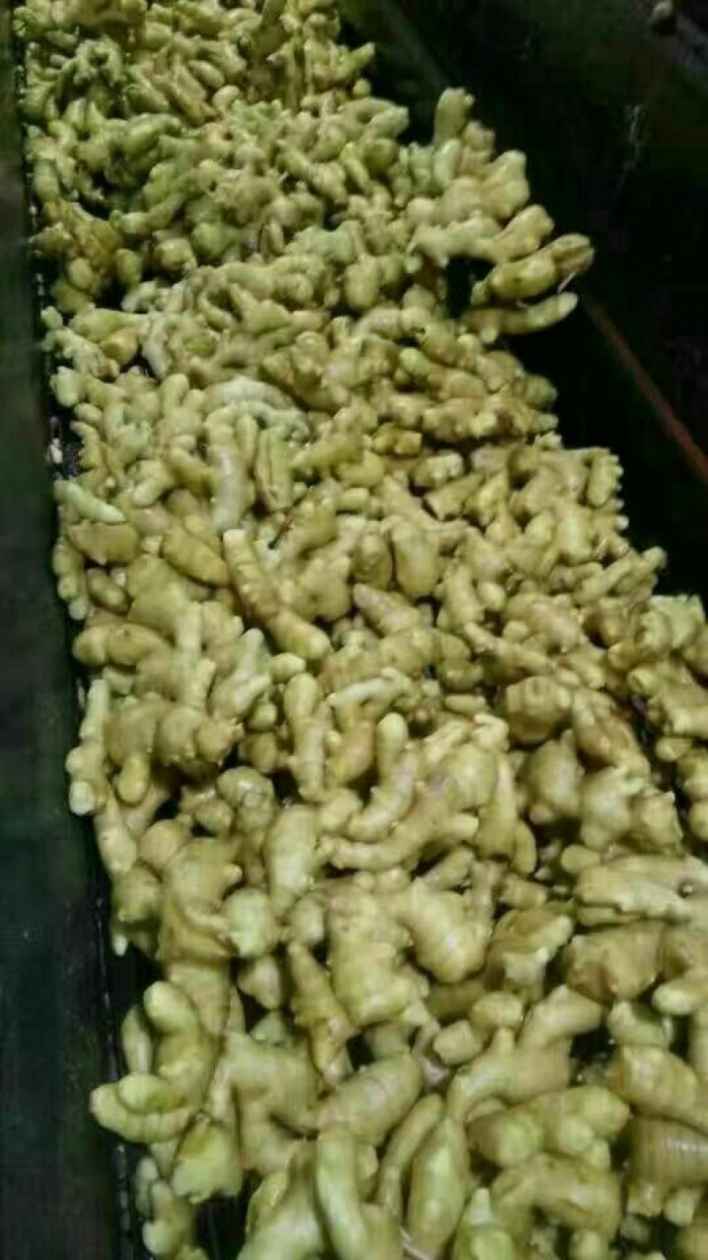 老姜生姜产地批发精品货源一年四季全国发货