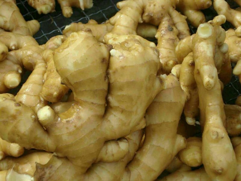 老姜生姜产地批发精品货源一年四季全国发货