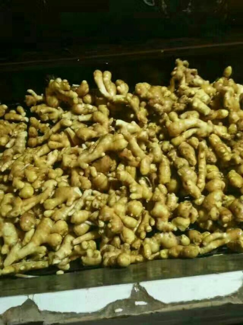 老姜生姜产地批发精品货源一年四季全国发货