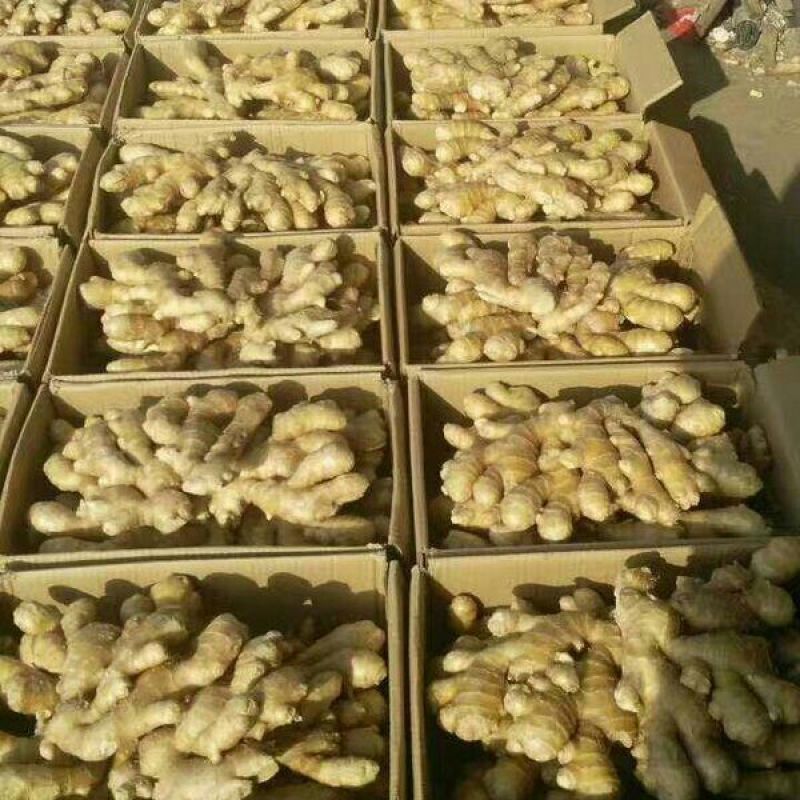 老姜生姜产地批发精品货源一年四季全国发货