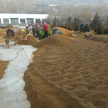 沙棘中华沙棘籽万亩基地货量充足对接各大电商平台代发代卖
