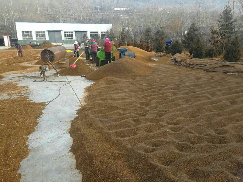 沙棘中华沙棘籽万亩基地货量充足对接各大电商平台代发代卖