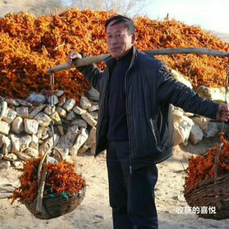 沙棘中华沙棘籽万亩基地货量充足对接各大电商平台代发代卖