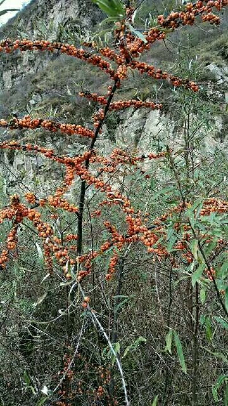 沙棘中华沙棘籽万亩基地货量充足对接各大电商平台代发代卖