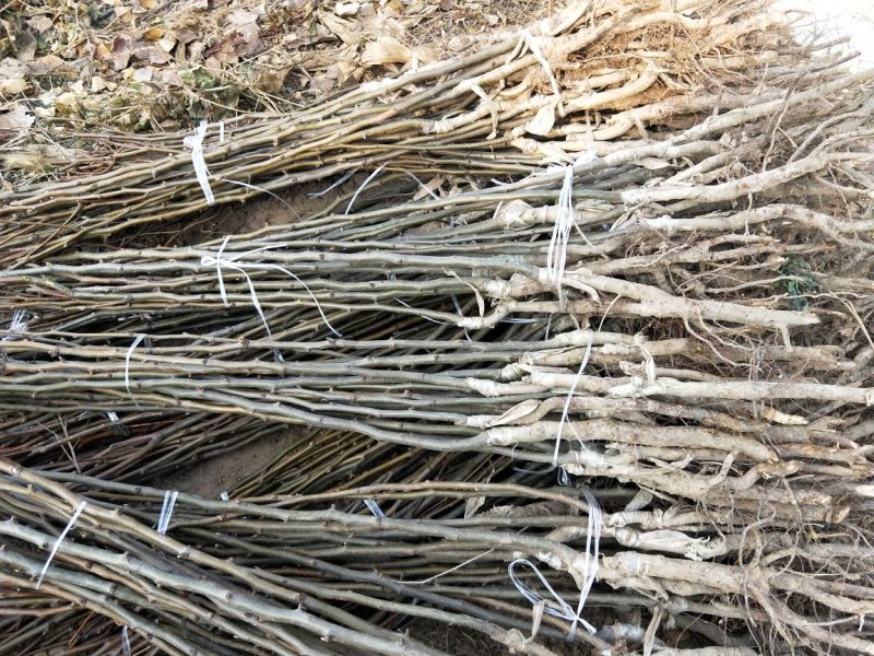 秋月梨树苗砀山梨苗安徽梨苗秋月梨苗地栽盆栽