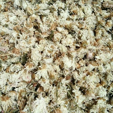 药用菊花散装
