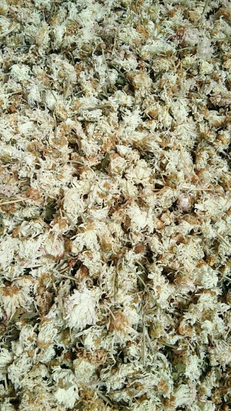 药用菊花散装