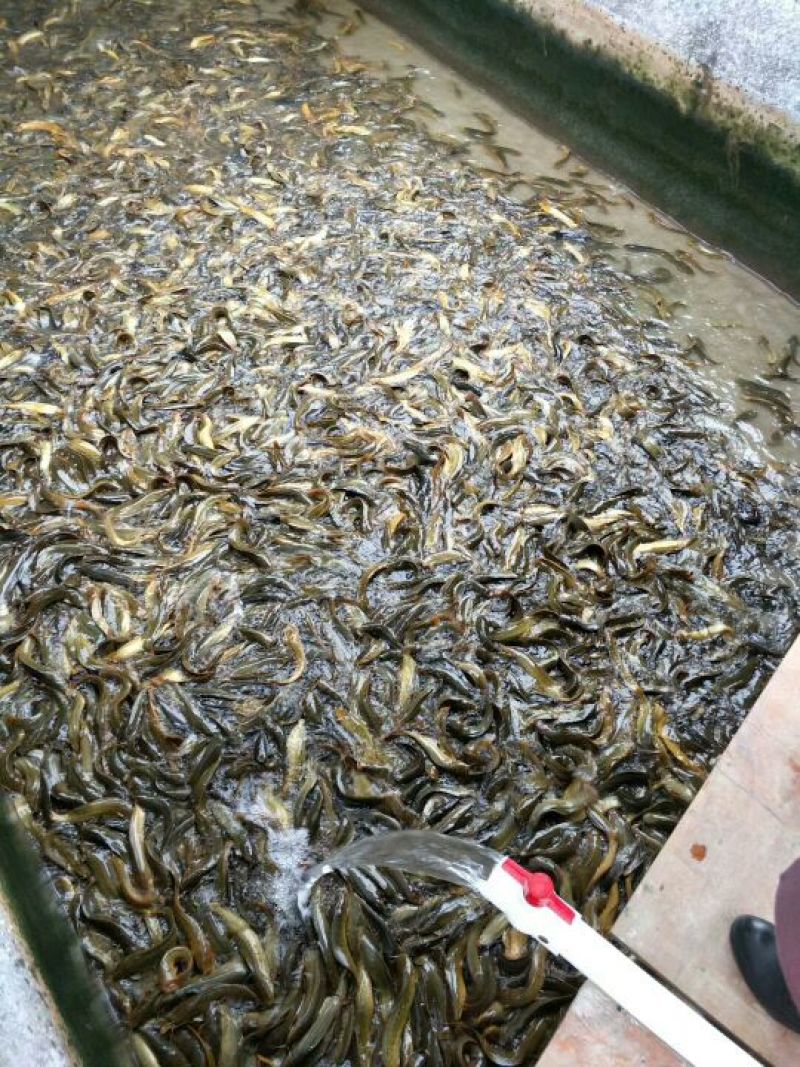 土鲶鱼食用