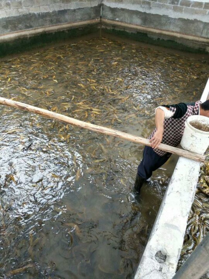 土鲶鱼食用