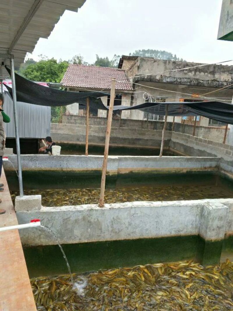 土鲶鱼食用