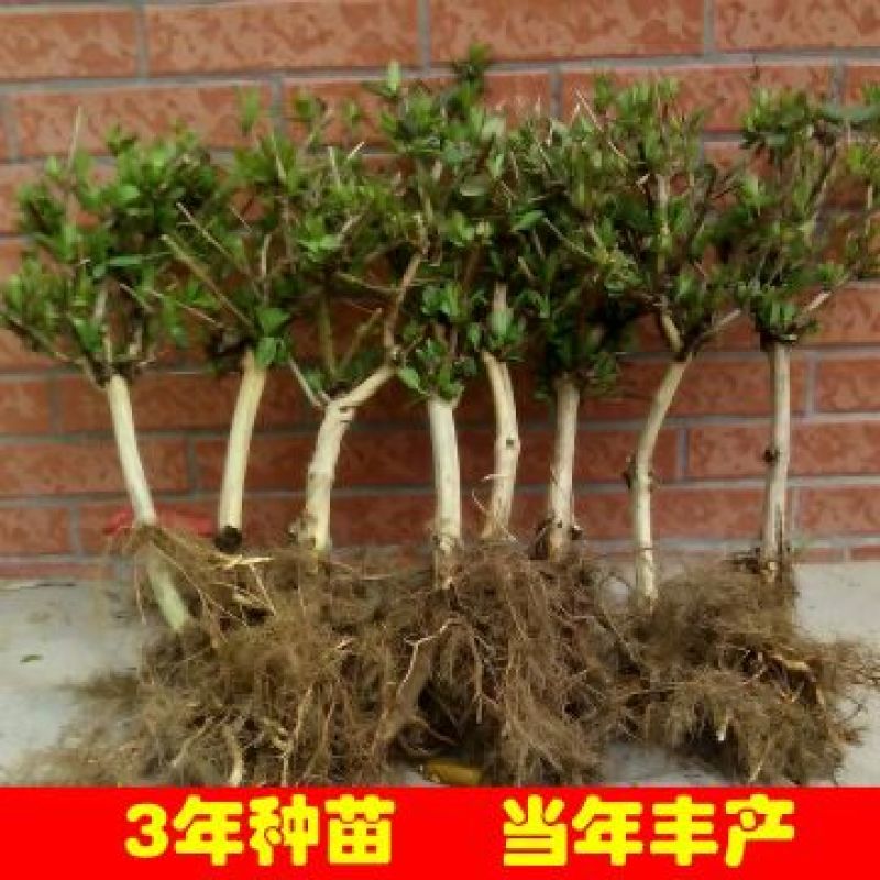 金银花1~1.5米