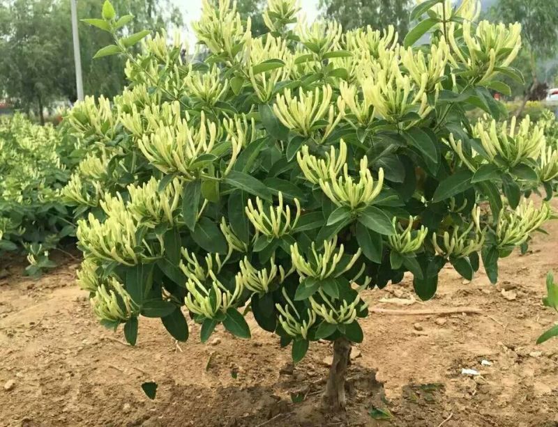 金银花1~1.5米