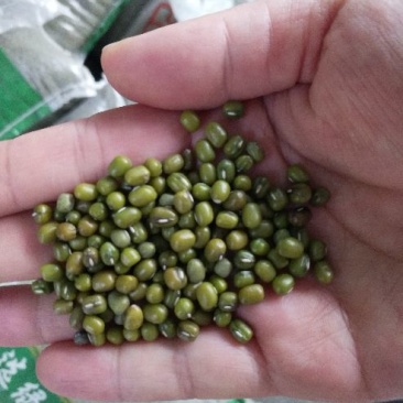 绿豆袋装