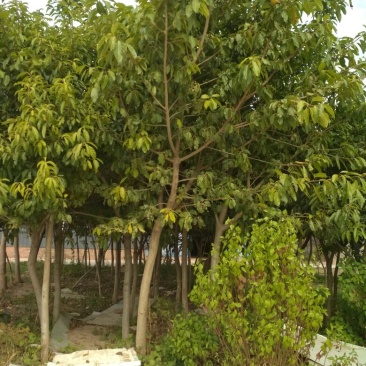 黄葛树2.5~3m
