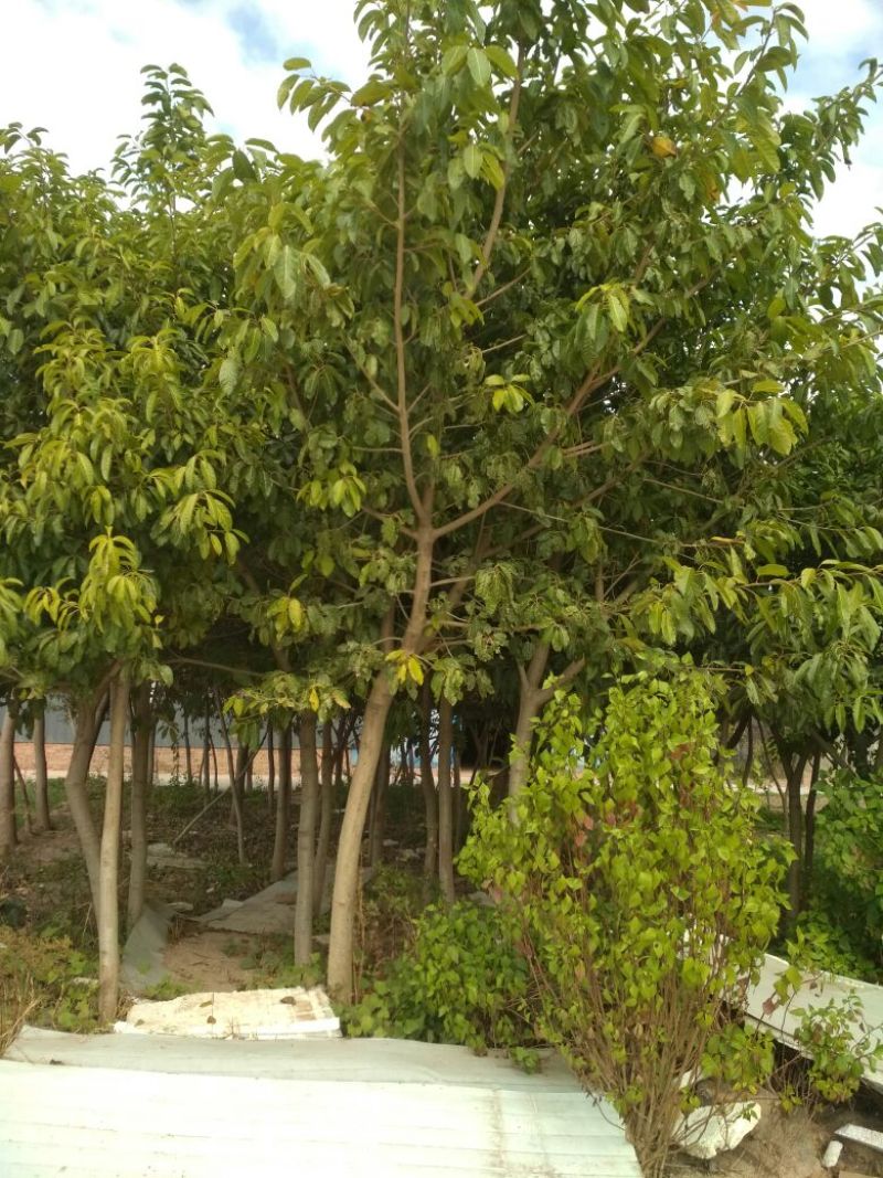黄葛树2.5~3m