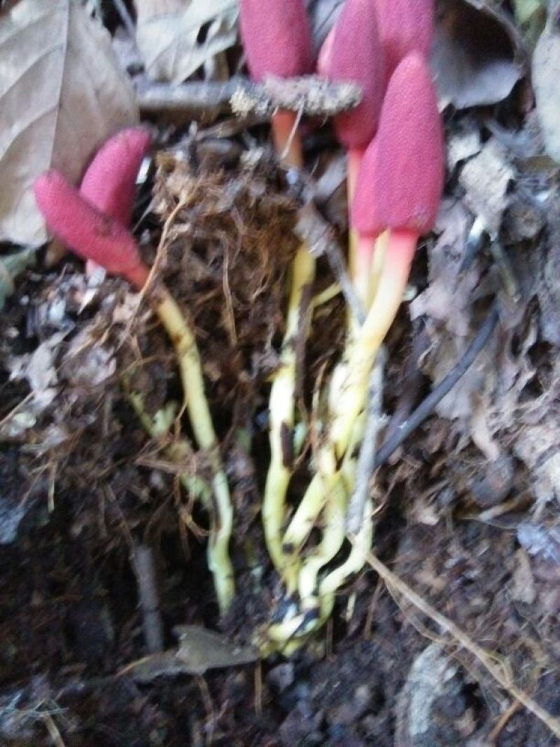 回春草10cm以下