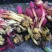 回春草10cm以下