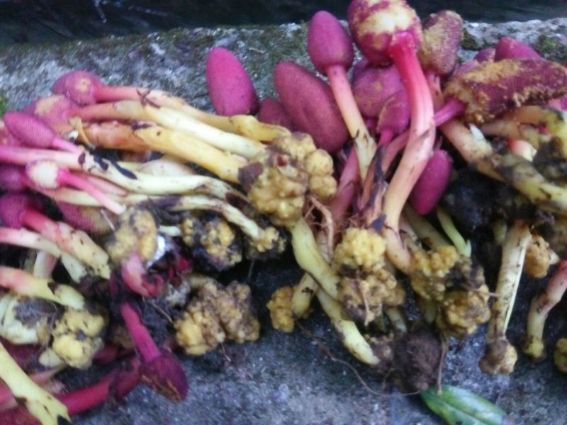 回春草10cm以下
