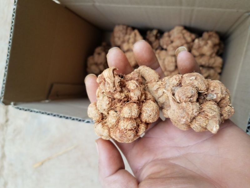 三七各种规格新货各种药材新货大量现货