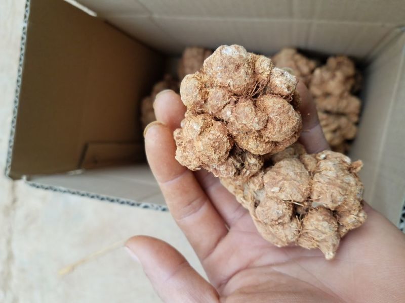 三七各种规格新货各种药材新货大量现货