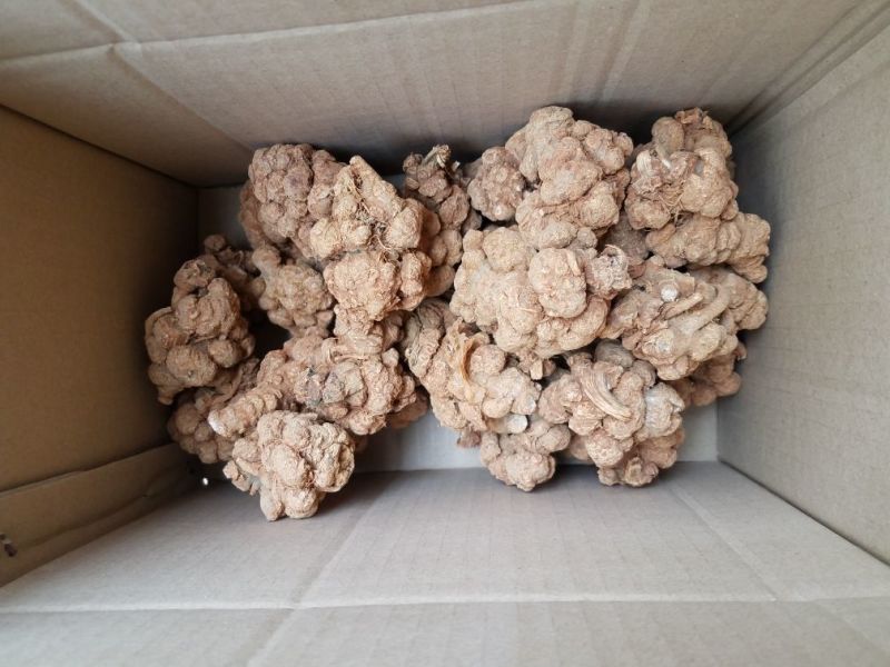 三七各种规格新货各种药材新货大量现货
