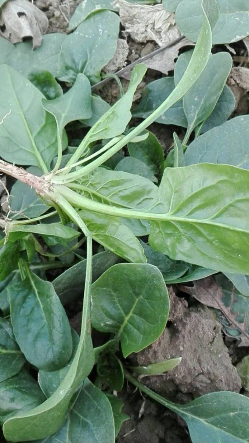 大叶菠菜15~20厘米