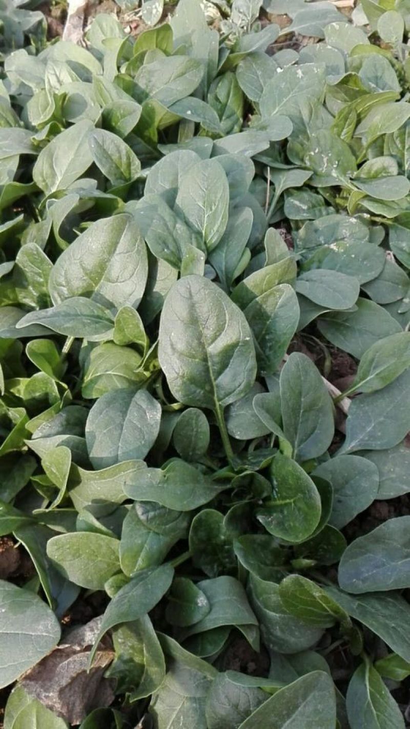 大叶菠菜15~20厘米