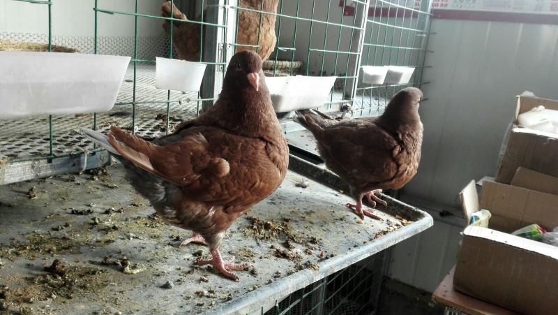优质元宝鸽公，货源充足，一手货源量大优惠