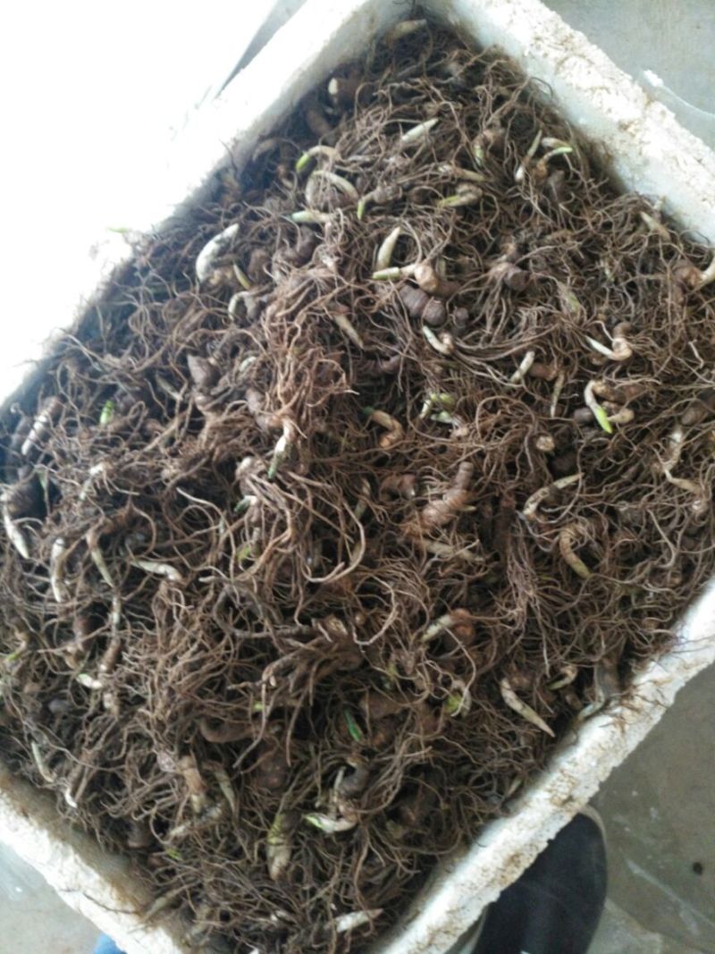 重楼鲜货统个多芽粉质重楼块茎成活率高