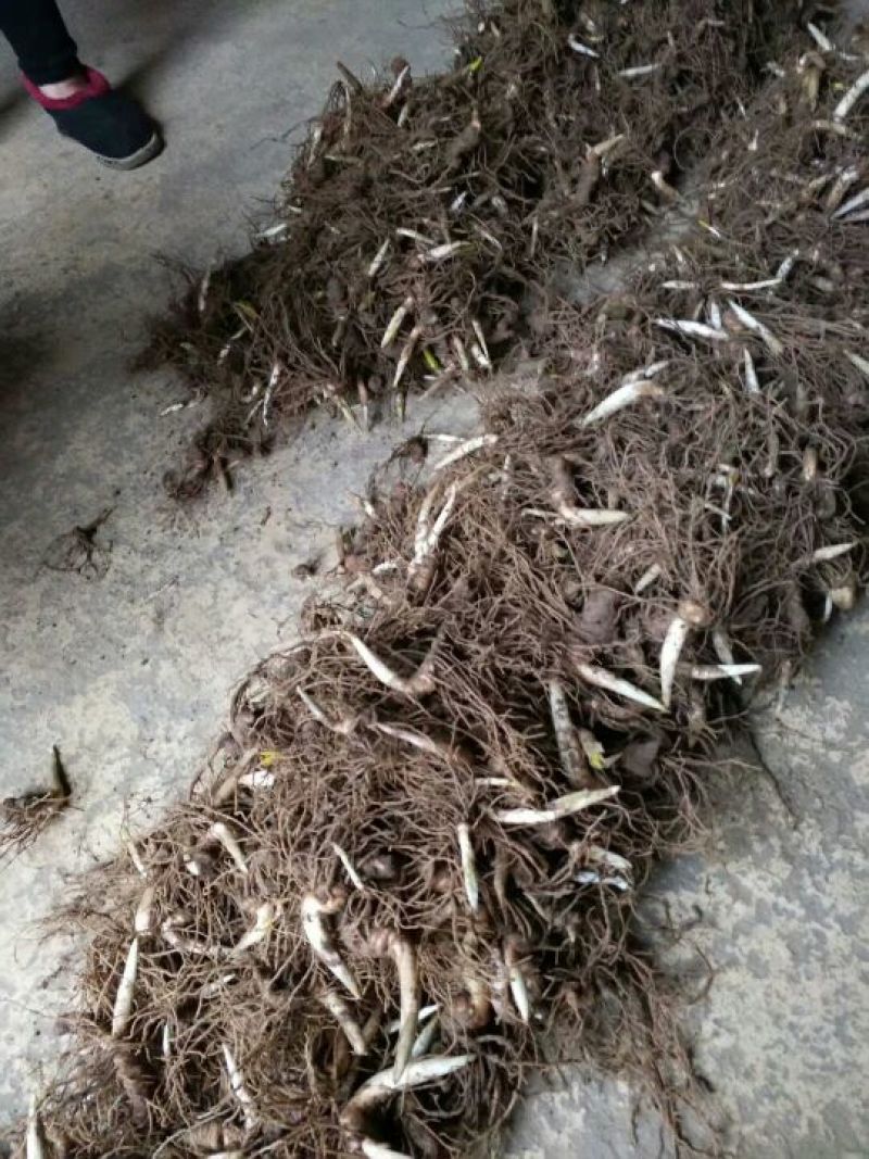 重楼鲜货统个多芽粉质重楼块茎成活率高