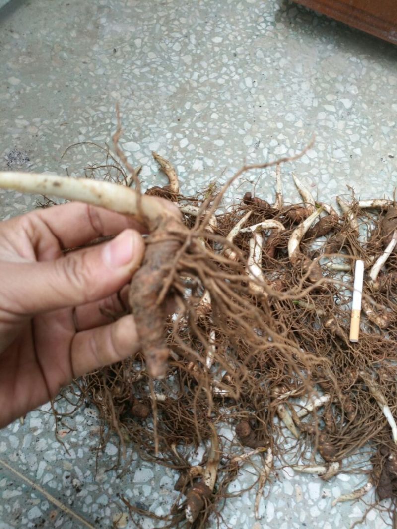 重楼鲜货统个多芽粉质重楼块茎成活率高