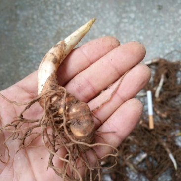 重楼鲜货统个多芽粉质重楼块茎成活率高