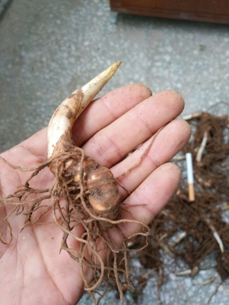 重楼鲜货统个多芽粉质重楼块茎成活率高