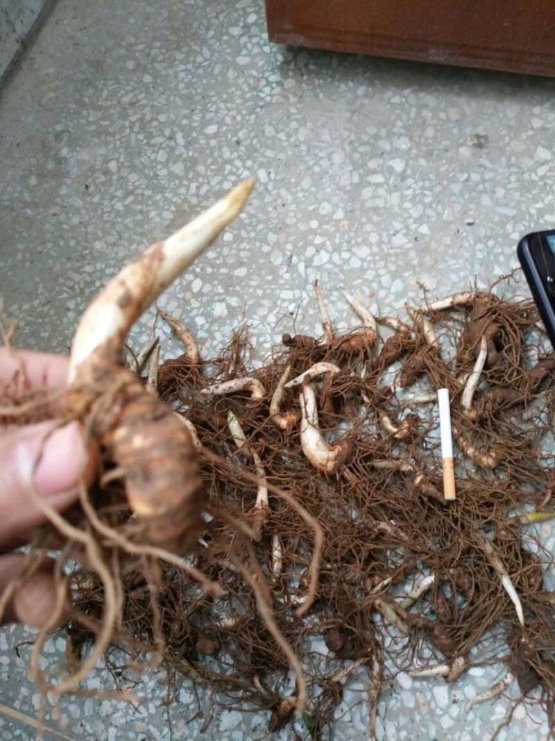 重楼鲜货统个多芽粉质重楼块茎成活率高