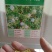 紫花苜蓿种子四季播种喂猪牛羊鸡鹅鸭兔鱼草