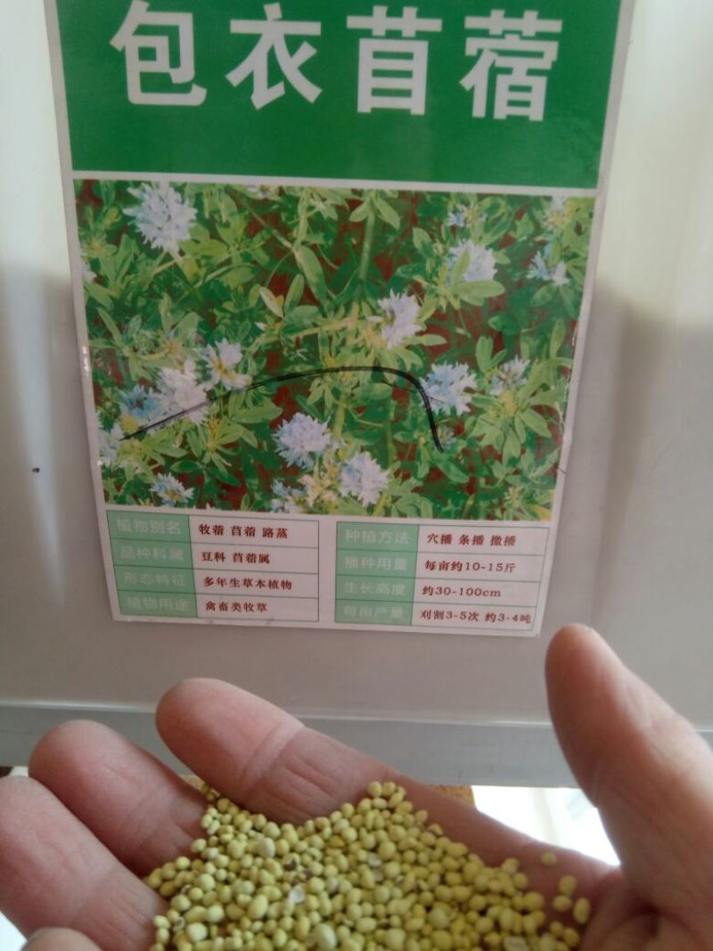 紫花苜蓿种子四季播种喂猪牛羊鸡鹅鸭兔鱼草
