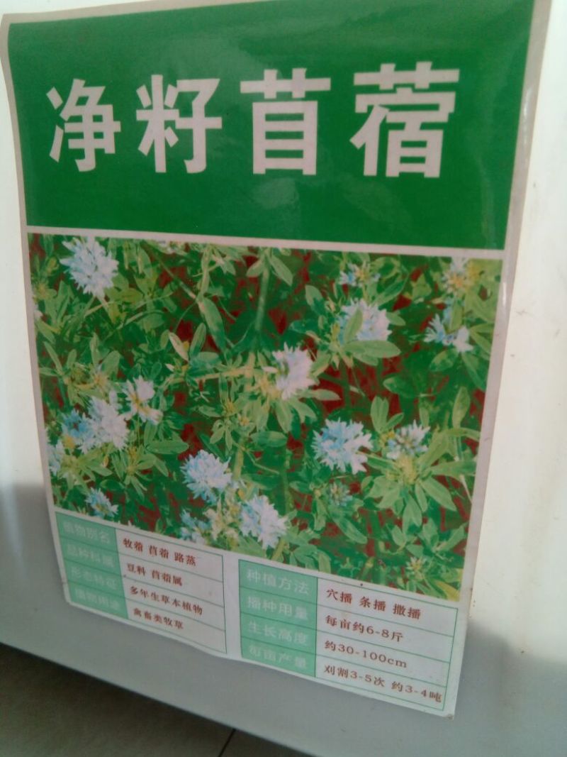 紫花苜蓿种子四季播种喂猪牛羊鸡鹅鸭兔鱼草