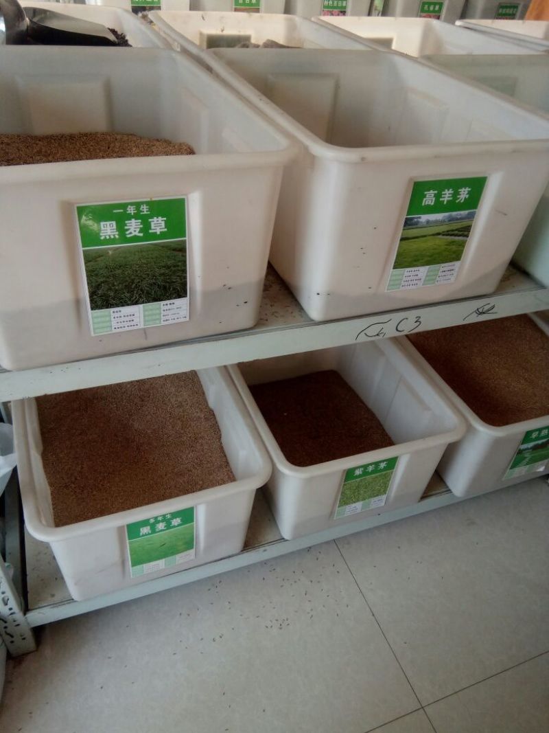 紫花苜蓿种子四季播种喂猪牛羊鸡鹅鸭兔鱼草