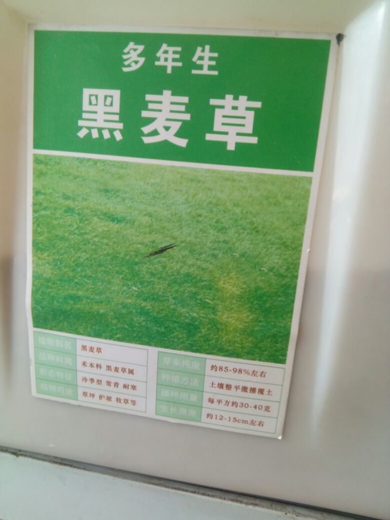 进口耐寒牧草种子多年生黑麦草种子四季常青鸡鸭鹅猪牛羊鱼草
