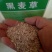 进口耐寒牧草种子多年生黑麦草种子四季常青鸡鸭鹅猪牛羊鱼草