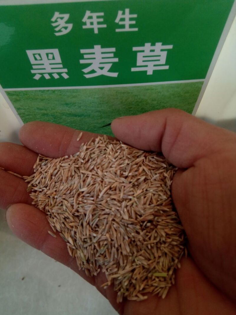 进口耐寒牧草种子多年生黑麦草种子四季常青鸡鸭鹅猪牛羊鱼草