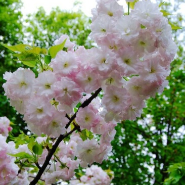 樱花树10~12cm