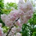 樱花树10~12cm