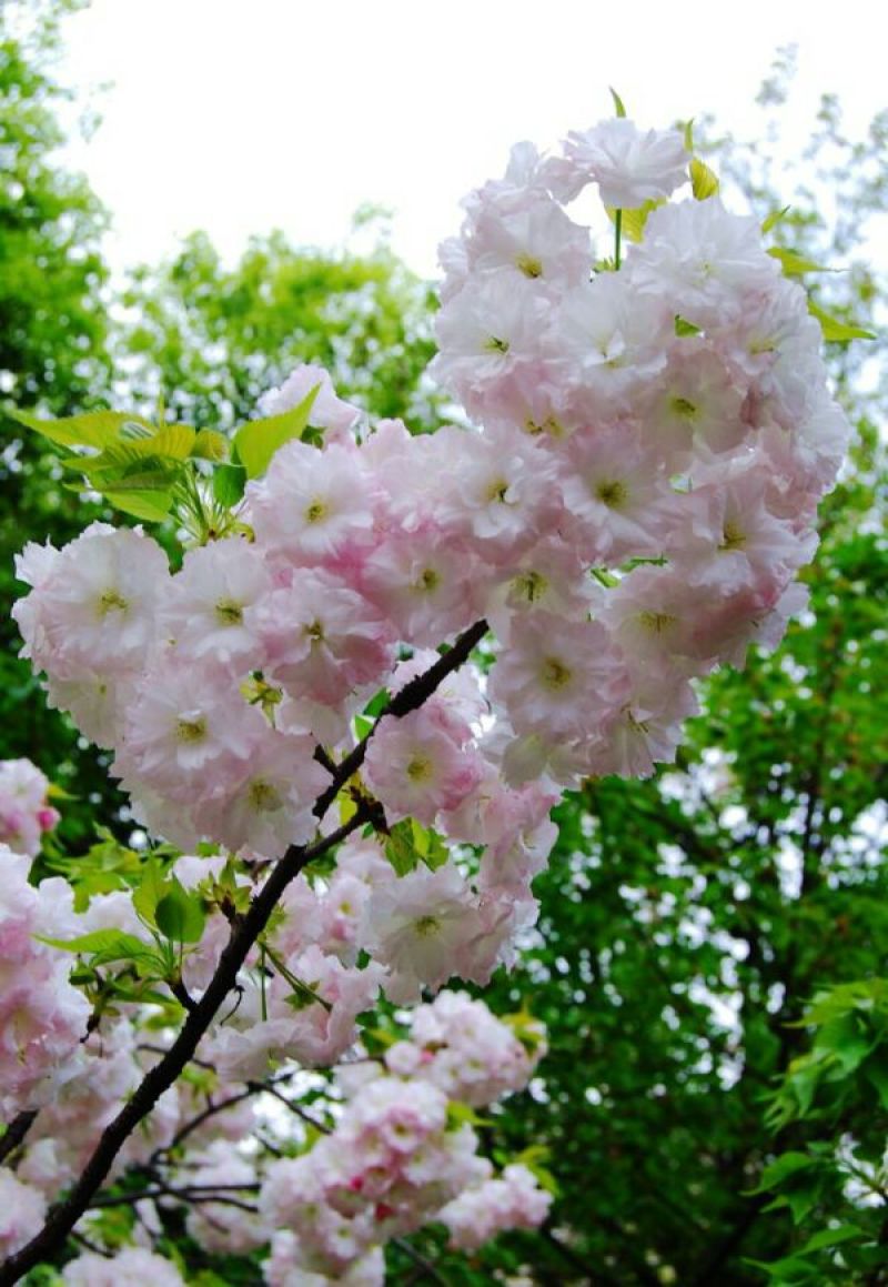 樱花树10~12cm
