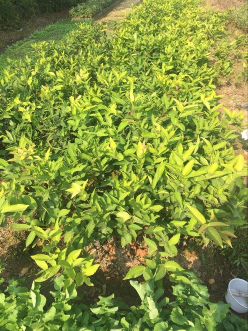 广东普宁黑珍珠莲雾苗2年苗高度50公分左右不包邮